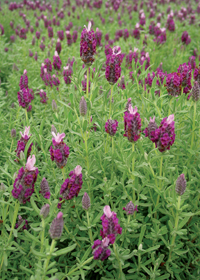 Lavandula stoechas 'Kew Red'